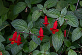 Seemannia nematanthodes in bloom in Calilegua National Park in Argentina.