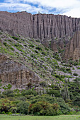 Argentine Saguaro or Cardon Grande cactus on the hillsides of the Quebrada de Humahuaca in Argentina.