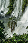 A palm tree in front of the lower Bossetti Falls in Iguazu National Park in Argentina. A UNESCO World Heritage Site in South America.