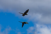 Two Burrowing Parrots, Cyanoliseus patagonus, in flight near Cafayate, Argentina.