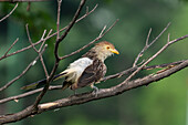 A Guira Cuckoo, Guira guira, perched in a tree in Tartagal, Argentina.