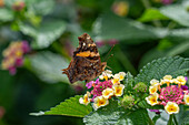 A Bella Mapwing, Hypanartia bella, feeds on the flowers of a Spanish Flag bush in El Naranjo, Argentina.