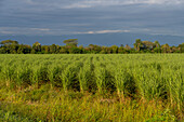 Golden first light at dawn over the sugarcane fields near Santa Rosa, Tucuman, Argentina.