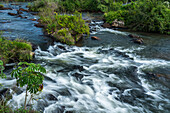 Tropical rainforest along the Iguazu River in Iguazu National Park in Argentina. A UNESCO World Heritage SIte.