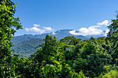 Der subtropische Yungas-Wald im Calilegua-Nationalpark im UNESCO-Biosphärenreservat Yungas in Argentinien