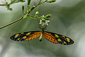 A Lysimnia Tigerwing butterfly, Mechanitis lysimnia, feeding on a flower in Calilegua National Park, Jujuy Province, Argentina.