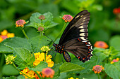 A Polydamas Swallowtail butterfly, Battus polydamas, feeds on the flowers of a Spanish Flag bush in Posta de Yatasto, Argentina.