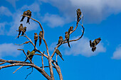 A small flock of Burrowing Parrots, Cyanoliseus patagonus, perched in a tree near Cafayate, Argentina.