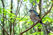 Close up of a Canary Islands Chaffinch (Fringilla coelebs canariensis) perched on a branch in La Gomera, Canary Islands, Spain amidst lush green foliage.