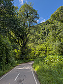 Route 9 winding through the lush Yungas subtropical rainforest between Salta and San Salvador de Jujuy, Argentina.