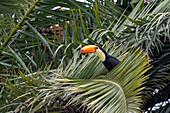 Ein Toco-Tukan, Ramphastos toco, sitzt in einer Palme in San Jose de Metan, Argentinien