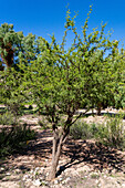 Aromo Negro, Vachellia aroma, in the Jardin Botánico de Altura near Tilcara, Argentina.