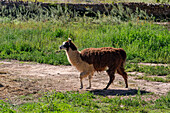 Ein Lama in der Pucara von Tilcara, einer prähispanischen archäologischen Stätte in der Nähe von Tilcara, Humahuaca-Tal, Argentinien