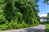 Route 9 winding through the lush Yungas subtropical rainforest between Salta and San Salvador de Jujuy, Argentina.