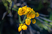 Retama, Senna crassiramea, in Blüte im Jardin Botánico de Altura bei Tilcara, Argentinien