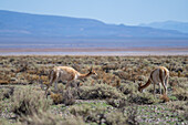 Guanakos, Lama guanicoe, grasen auf dem Altiplano im Nordwesten Argentiniens. Dahinter liegen die Salinen von Salinas Grandes