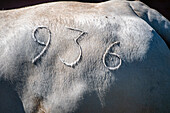 Hermanos Motta PZA Farm. Livestock show cattle in Panama