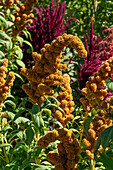 Quinoa, Chenopodium quinoa, in the Jardin Botánico de Altura near Tilcara, Argentina.