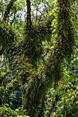 Epiphytes & ferns on trees in the yungas subtropical cloud forest in Calilegua National Park in Argentina. UNESCO Yungas Biosphere Reserve.