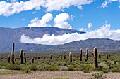 Argentine saguaro or cordon grande cacti & the Sierra de los Cajoncillos in Los Cardones National Park in Salta Province, Argentina. Low jarilla shrubs cover the ground.