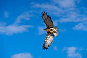 A juvenile Variable Hawk, Geranoaetus polyosoma, taking off near Cafayate, Argentina.