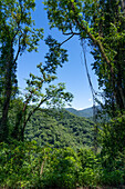 The yungas subtropical forest in Calilegua National Park in the UNESCO Yungas Biosphere Reserve in Argentina.