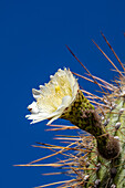 Blüte eines Cardon Grande Kaktus, Leucostele terscheckii, im Los Cardones Nationalpark in der Provinz Salta, Argentinien