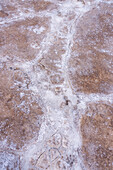 Polygon shapes on the salt flats of Salinas Grandes in northwest Argentina.