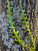 Fishbone Cactus, Selenicereus anthonyanus, climbing up a tree trunk in a garden in Tartagal, Argentina.