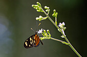 A Lysimnia Tigerwing butterfly, Mechanitis lysimnia, feeding on a flower in Calilegua National Park, Jujuy Province, Argentina.