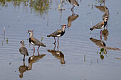 Southern Lapwings, Vanellus chilensis, in a roadside pond near Tartagal, Argentina.