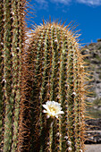 A Cardon Grande Cactus, Leucostele terscheckii, in flower on the grounds of the Quilmes Ruins in Tucuman Province, Argentina.