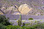 Cardón cactus in the eroded canyon of the Cuesta de Lipan between Purmamarca & Salinas Grande in Argentina.