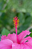 A close-up view of an hibiscus flower with the sepals, petals, stamens & pistil. San Pedro de Jujuy, Argentina.