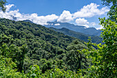 The yungas subtropical forest in Calilegua National Park in the UNESCO Yungas Biosphere Reserve in Argentina.