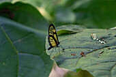 Ein Klarflügelfalter, Pteronymia ozia, auf einem Blatt im Calilegua-Nationalpark im Yungas-Nebelwald in Argentinien