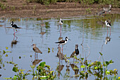 A mixed flock of Black-necked Stilts & Southern Lapwings in a roadside pond near Tartagal, Argentina.