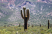 An Argentine saguaro or cordon grande cactus in Los Cardones National Park in Salta Province, Argentina.