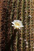 A Cardon Grande Cactus, Leucostele terscheckii, in flower on the grounds of the Quilmes Ruins in Tucuman Province, Argentina.