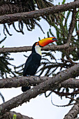 A Toco Toucan, Ramphastos toco, perched in a Monkey Puzzle Tree in San Jose de Metan, Argentina. The bird has its eye closed, emphasizing the blue ring around the eye.