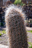 Old Man of the Andes or White Cardon, Orocereus celsianus, in the Jardin Botánico de Altura near Tilcara, Argentina. Also called Little Sheep Cactus.