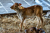 Hermanos Motta PZA Farm. Dairy Farm in Panama