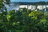 Tropischer Regenwald im Iguazu Falls National Park in Argentinien. Oberhalb der Bäume befinden sich von links nach rechts der Salto Esccondido oder Verborgene Wasserfall, die San-Martin-Fälle und die Mbigua-Fälle. Ein UNESCO-Welterbe