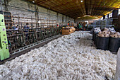 Washed & spin-dried sheep's wool laid out on tarps to dry at Hilandería Warmi, a weaving mill in Palpalá, Argentina. Barrels of yarn spools are behind.