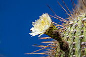 Blüte eines Cardon Grande Kaktus, Leucostele terscheckii, im Los Cardones Nationalpark in der Provinz Salta, Argentinien