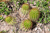 Little Cardon Cactus, Soehrensia schickendantzii, in the Jardin Botánico de Altura near Tilcara, Argentina.