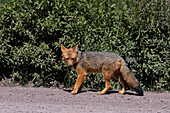 A South American Gray Fox, Pseudalopex griseus, along the roadside in the Valle de Lerma near Salta, Argentina.