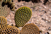 Bunny Ears Cactus, Opuntia microdasys, in the Jardin Botánico de Altura near Tilcara, Argentina.