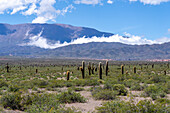 Argentine saguaro or cordon grande cacti & the Sierra de los Cajoncillos in Los Cardones National Park in Salta Province, Argentina. Low jarilla shrubs cover the ground.