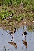 Southern Lapwings, Vanellus chilensis, in a roadside pond near Tartagal, Argentina.